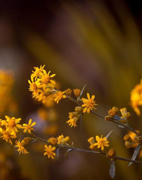 arnica