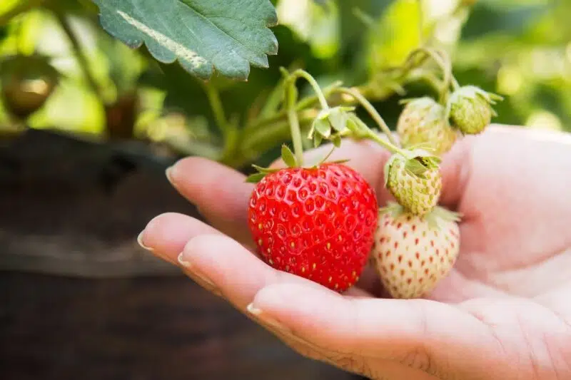 Descubre los increíbles beneficios de las fresas