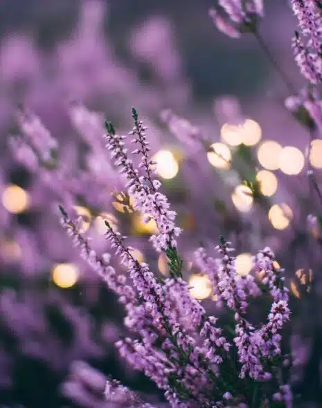 Beneficios de la lavanda