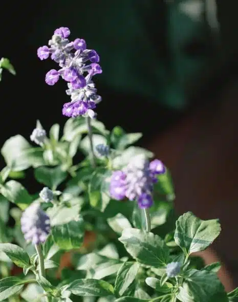 Los beneficios de la salvia