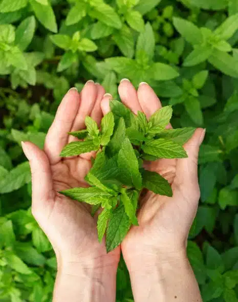 Plantas medicinales: la ortiga