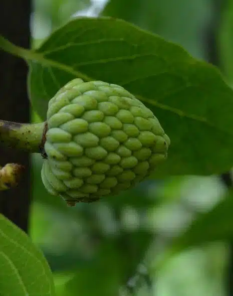 A qué sabe la Chirimoya